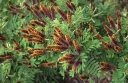 rośliny ogrodowe - Amorfa krzewiasta zw. Indygowiec Amorpha fruticosa C2/1-1,5m *25P