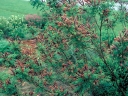 sadzonki - Amorfa krzewiasta zw. Indygowiec Amorpha fruticosa C2/1-1,5m *25P