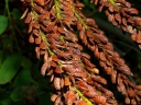 rośliny ozdobne - Amorfa krzewiasta zw. Indygowiec Amorpha fruticosa C2/1-1,5m *25P