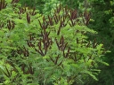 rośliny ozdobne - Amorfa krzewiasta zw. Indygowiec Amorpha fruticosa C2/1-1,5m *25P
