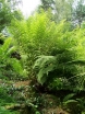 rośliny ogrodowe - Wietlica alpejska Athyrium distentifolium A. alpestre /P13