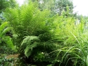 rośliny ogrodowe - Wietlica alpejska Athyrium distentifolium A. alpestre /P13