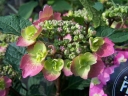 rośliny ogrodowe - Hortensja piłkowana BLUEBERRY CHEESECAKE H. serrata 'MAK20' Flairs&Flavours /C5 *K10
