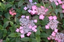 sklep ogrodniczy - Hortensja piłkowana MOUNT ASO Hydrangea serrata /C2