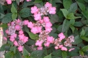rośliny ogrodowe - Hortensja piłkowana MOUNT ASO Hydrangea serrata /C2