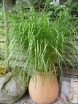 sklep ogrodniczy -  Miscanthus sinensis STRICTUS syn. Zebrinus strictus Miskant C1,5 *5