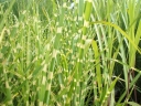 rośliny ogrodowe - Miscanthus sinensis STRICTUS syn. Zebrinus strictus Miskant C1,5 *5