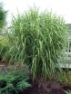 rośliny ozdobne - Miscanthus sinensis STRICTUS syn. Zebrinus strictus Miskant C1,5 *5