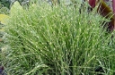 sadzonki - Miscanthus sinensis STRICTUS syn. Zebrinus strictus Miskant C1,5 *5