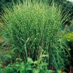 sklep ogrodniczy - Miscanthus sinensis STRICTUS syn. Zebrinus strictus Miskant C1,5 *5