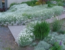 sklep ogrodniczy - Rogownica kutnerowata  Cerastium tomentosum P9