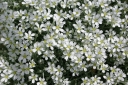 rośliny ogrodowe - Rogownica kutnerowata  Cerastium tomentosum P9