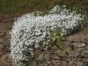 sadzonki - Rogownica kutnerowata  Cerastium tomentosum P9