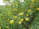 sklep ogrodniczy - Moszenki południowe Colutea arborescens C2/20-30cm *P