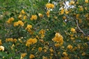 rośliny ogrodowe - Moszenki południowe Colutea arborescens C2/20-30cm *P