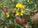 rośliny ogrodowe - Moszenki południowe Colutea arborescens C2/20-30cm *P