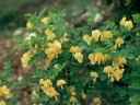 sklep ogrodniczy - Moszenki południowe Colutea arborescens C2/20-30cm *P