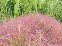rośliny ogrodowe - Miłka okazała Eragrostis spectabile C2 *K5