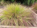 rośliny ogrodowe - Miłka okazała Eragrostis spectabile C2 *K5