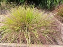 rośliny ozdobne - Miłka okazała Eragrostis spectabile C2 *K5