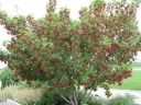 rośliny ozdobne - Klon tatarski Acer tataricum C3/1,1-1,4m