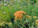 rośliny ozdobne -  Krwawnik pospolity TERRACOTTA Achillea millefolium /C2 *K3