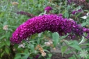sklep ogrodniczy - Budleja Dawida AFRICAN QUEEN  Buddleja davidii