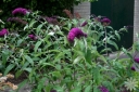 rośliny ogrodowe - Budleja Dawida AFRICAN QUEEN  Buddleja davidii