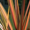 rośliny ozdobne - Len nowozelandzki RAINBOW QUEEN  Tęgosz właściwy  Phormium tenax /C6