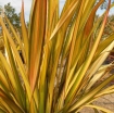 rośliny ozdobne -  Len nowozelandzki APRICOT QUEEN  Tęgosz właściwy  Phormium tenax C7,5