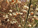 sklep ogrodniczy - Trzmielina pospolita ALBUS na PNIU  Euonymus europaeus C12/Pa120(180)cm *6