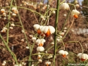 sklep ogrodniczy - Trzmielina pospolita ALBUS na PNIU  Euonymus europaeus C12/Pa120(180)cm *6