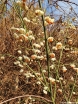 rośliny ogrodowe - Trzmielina pospolita ALBUS na PNIU  Euonymus europaeus C12/Pa120(180)cm *6