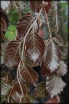 sadzonki - Buk pospolity DAWYCK PURPLE  Fagus sylvatica C5/100-120cm