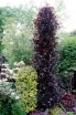 sklep ogrodniczy - Buk pospolity DAWYCK PURPLE  Fagus sylvatica C5/100-120cm