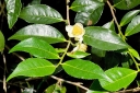 rośliny ogrodowe - Herbata chińska  Thea sinensis - nasiona 1szt.