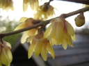 sadzonki - ZIMOKWIAT WCZESNY Chimonanthus praecox - nasiona 3szt.