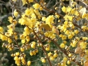 rośliny ogrodowe - ZIMOKWIAT WCZESNY Chimonanthus praecox - nasiona 3szt.
