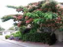 rośliny ozdobne - Albicja jedwabista ROSEA Albizia julibrissin Jedwabne perskie drzewo C5/30-50cm *TL