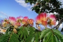rośliny ogrodowe - Albicja jedwabista ROSEA Albizia julibrissin Jedwabne perskie drzewo C5/30-50cm *TL