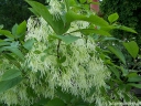 rośliny ozdobne -  Śniegowiec wirginijski Chionanthus virginicus - nasiona 3szt.