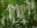 rośliny ogrodowe -  Strączyn żółty Cladrastis lutea syn.Cladrastis kentukea - nasiona 5szt.