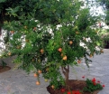 sadzonki - Granatowiec właściwy  Punica granatum Granat C2/50cm *G