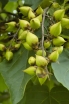 sadzonki - Paulownia Tomentosa Hulsdonk C3/60cm