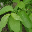 rośliny ozdobne - Eukomia wiązowata  Eucommia ulmoides - nasiona 3szt.