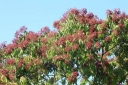 rośliny ozdobne -  Ewodia koreańska  Tetradium daniellii - nasiona 20szt