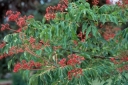 rośliny ogrodowe - Ewodia koreańska  Tetradium daniellii - nasiona 20szt