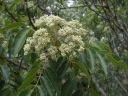 rośliny ozdobne - Ewodia koreańska  Tetradium daniellii - nasiona 20szt
