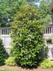 sadzonki - Magnolia wielkokwiatowa grandiflora C5/50-60cm *6*7T