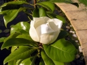 rośliny ozdobne - Magnolia wielkokwiatowa grandiflora C5/50-60cm *6*7T